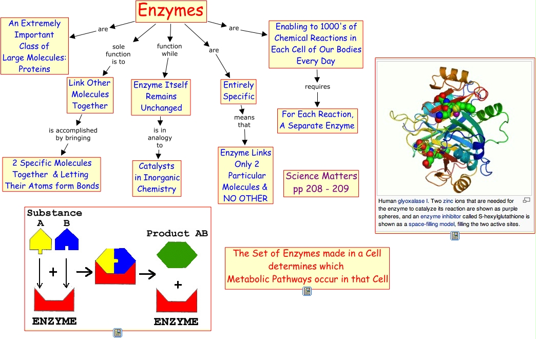 Probiotic Ingredients